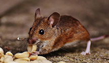 24 Hour & Emergency Exterminators in La Tuna Canyon, CA